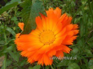 Oranžový rozkvitnutý kvet Nechtíka v záhrade