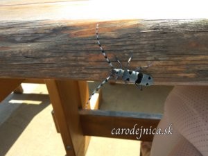 Hmyz na dreve stola a pod ním viditeľná ženská noha v pančuche